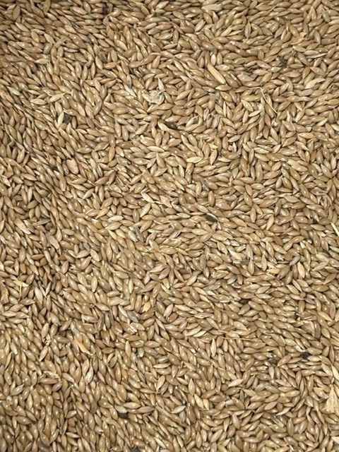 1kg Plain Canary Seed 1kg Plain Canary Seed